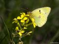 Colias hyale (Orman Azameti)